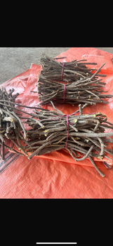 Licorice Root Long Stick Origin Pakistan Packing Material Pp Bags Packing Options 25 Kg, 30 Kg, 50 Kg Minimum Order Quantity 10 Metric - S.N EXPORT & IMPORT - Pakistan