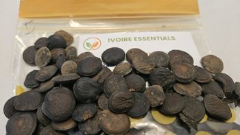 griffonia seeds: used for their 5-HTP content in nutraceutical / pharmaceutical industry - Ivoire Essentials - Ivory Coast