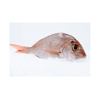 Wholesale Supplier Red Sea Bream IQF Fresh Frozen (800-1kg) Grade A Max. Moisture (%) 5 Texture Firm Texture Flavor Delicate Flavor -  CALIPSO POLSKA SP Z OO  - Poland