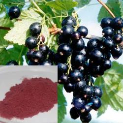 Herbal Extract Black Currant Fruit Power 10: 1/5%~20% Anthocyanidins Prevent Obesity - Hunan Sunfull Bio-Tech Co., Ltd. - China