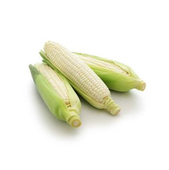 Corn Whitecorn Factory Supply Natural And Fresh Delicious Grains Full And Sweet Waxy Corn - SuMa Wasserbetten GmbH - Germany
