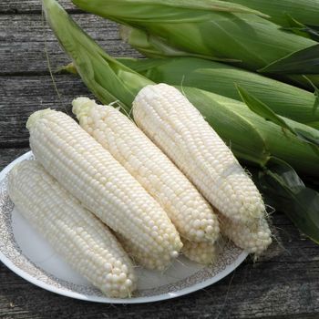 White Corn With 99% Purity For Grain Importers Focused On Premium Agricultural Commodity Sourcing - TOSOH INTERNATIONAL - South Africa