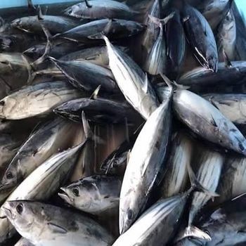 frozen black skipjack Flavor Rich Texture Firm Origin Thailand Shelf Life Long Grade AA, Premium Place of Origin THAILAN from Thai Agri Company frozen black skipjack Flavor Rich Texture Firm Origin Thailand Shelf Life Long Grade AA, Premium Place of Origin THAILAN - Thai Agri Company - Thailand