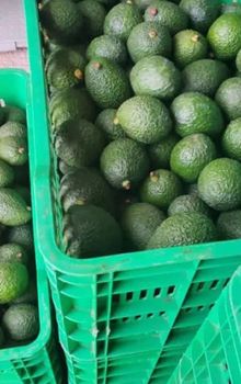 Hass avocado – product photo, Fresh Hass Avocado products found from trusted suppliers, wholesalers, manufacturers & exporters Listing