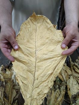 Tobacco leaves - Capital Business Alliance - Pakistan