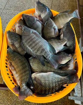 Frozen tilapia wr - Kaysaint Inc - China