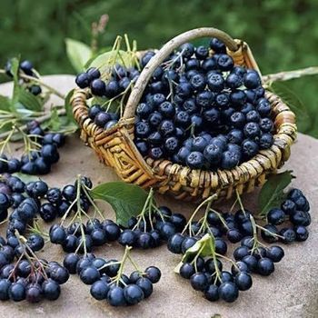 Organic Aronia certified by ECOCERT from aronyatepe Organic Aronia certified by ECOCERT - aronyatepe - Turkey