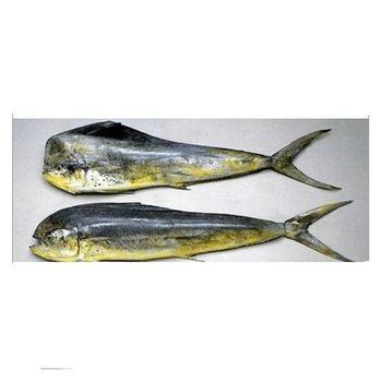 Frozen Mahi Mahi Fish 100% Natural Ocean Sourced Seafood For Foodservice Distribution And Export Contracts - TOSOH INTERNATIONAL - South Africa