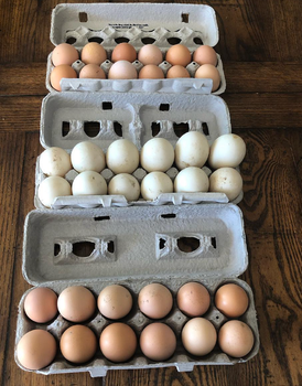 Grade AA Fresh Chicken Eggs Brown,White Large Size | Premium quality 30 Eggs,18 Eggs,12 Eggs OEM Available from Sosa Merchant Solutions Grade AA Fresh Chicken Eggs Brown,White Large Size | Premium quality 30 Eggs,18 Eggs,12 Eggs OEM Available - Sosa Merchant Solutions - Austria