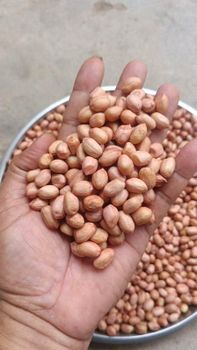 Peanuts - GOLDENLEAF NATURALS - India