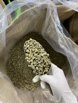 Green Coffee Beans-Robusta S16 Clean-Origin Gia Lai, Vietnam Organic No Decaffeinated No Bean Type Robusta Degree of Processing Raw - DHPONE - Vietnam