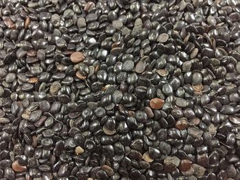 🌿 Cassia Absus Seeds (Chaksu / Jasmeejaz) – India Origin | 99.5% Purity | Non-GMO - Sinhal Herbs  - India