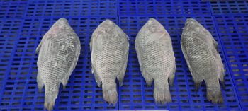 FROZEN W/R BLACK TILAPIA 800GR/UP, 90%NW IQF in carton - AQUA MATRIX - Vietnam