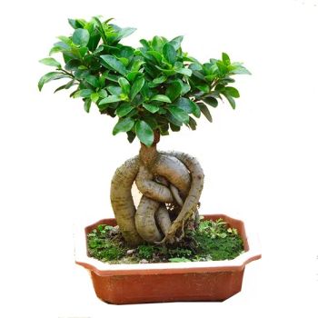 Hotsale Outdoor Ornamental Bonsai Plants Ficus Microcarpa Ficus Ginseng Tree - ZHANJIANG ORIENT GARDENING CO., LTD. - China
