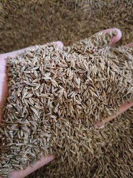 Cumin seeds - Power Herbs - Egypt
