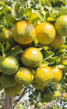 Farm fresh Oranges from Maharastra , India from AAR Multi Exim Farm fresh Oranges from Maharastra , India – product photo, Farm Fresh Eggs products found from trusted suppliers, wholesalers, manufacturers & exporters Listing