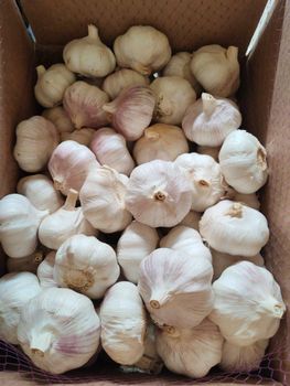Garlic/Ajo from Shandong Trans-high Imp & Exp Garlic/Ajo - Shandong Trans-high Imp & Exp - China