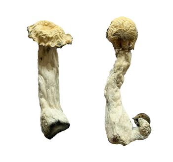 Shakti Albino Malabar Mushrooms from Njang Investments Limited Shakti Albino Malabar Mushrooms - Njang Investments Limited - Kenya