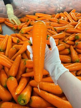 fresh high-quality carrots from Egypt for export all sizes - Saint Maria for export fruit and vegetables - Egypt
