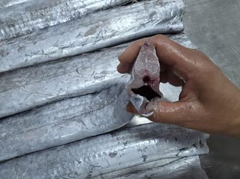 ribbonfish HGT - hicham - Morocco