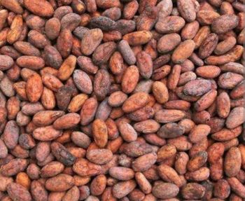 Cocoa Beans - Hiland agrotech delight - Nigeria
