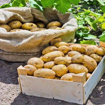 Farm Fresh Potatoes Selected For Restaurants Retailers And Food Businesses With Clean Appearance Firm Texture - EAST LAND PROPERTIES - Tanzania