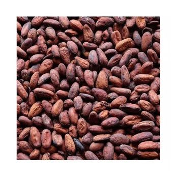 high quality cocoa beans for chocolate making roasting and grinding natural cacao beans with rich aroma and flavor ideal for chocolate factories bakeries dessert preparation and healthy dark chocolate recipes - SATTER FOOD AND BEVERAGE - Netherlands