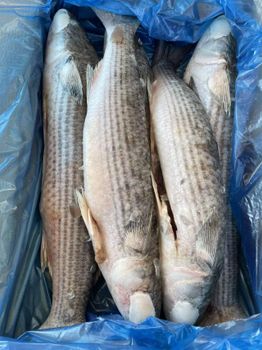 frozen grey mullet fish - BF GLOBAL TRADING (PTY) LTD - South Africa