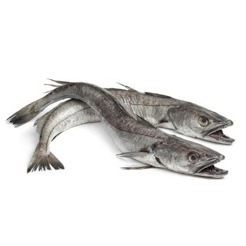 Frozen Hake Fish Carefully Processed Export Quality Product With Natural Flavor Balanced Moisture And Clean Fillet Yield - TOSOH INTERNATIONAL - South Africa