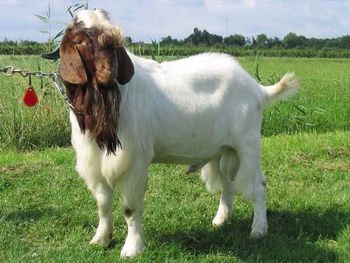 Live boer goats for sale with discount price and reliable bulk supply available - Mutlu Et Mustafa - France