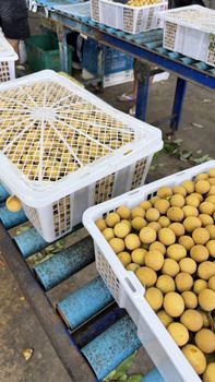 Longan - Gold Northern Fruit 88 Co., Ltd. - Thailand