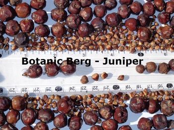Juniper berries - botanicberg - Pakistan
