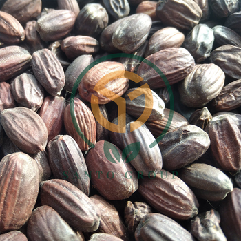 Jojoba Seeds Texture Liquid Wax Oil Resilience Drought Resistant Origin Desert Regions Worldwide Plant Species Simmondsia - Santo Group - India