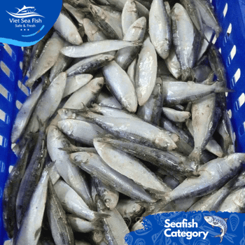 Frozen Sardines WR Size 20/30 Per Kg Species Sardinops Sagax - Viet Sea Fish Ltd., Co. - Vietnam