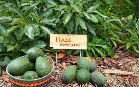 Fresh Avocados, Frozen avocados and Avocado oil from PALFREM ENTERPRISES Fresh Avocados, Frozen avocados and Avocado oil - PALFREM ENTERPRISES - Kenya