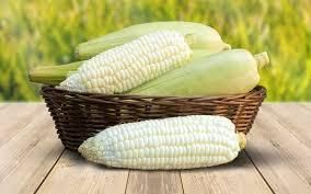 Premium White Corn (Maize Grain) from TRADE NEPAL LLC Premium White Corn (Maize Grain) - TRADE NEPAL LLC - United States