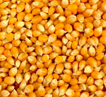White corn yellow maize 50kg per bag 25tons 15days yellow corn animal feed Dried Grade 2 White Maize/Corn Non- from AGRONOVA White corn yellow maize 50kg per bag 25tons 15days yellow corn animal feed Dried Grade 2 White Maize/Corn Non- - AGRONOVA - United States