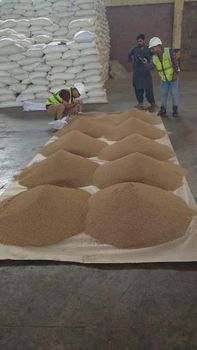 Sesame seeds (Pak hybrid) from Vibgyor Agro Commodities Sesame seeds (Pak hybrid) - Vibgyor Agro Commodities - India