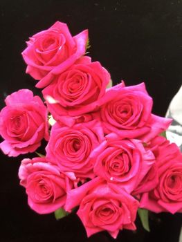 rose - Yan Export company (flowers) - China