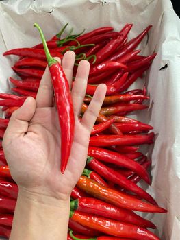 FRESH BIG CHILI - MANTIS AGRO - Vietnam