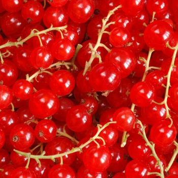 Frozen Red Currant - ECO BERRY FARM - Ukraine