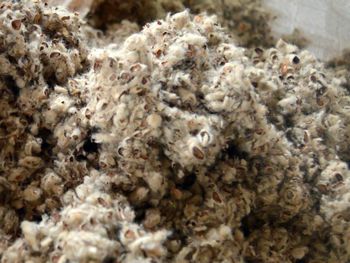 Cotton hulls (animal feed) - BF GLOBAL TRADING (PTY) LTD - South Africa