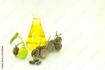 Jatropha Oil Cultivation Type Organic Supply Availability Large Volumes Available Year-round Type Cold-pressed Or Refined Jatropha Oil, Jatropha oil - ADWA Solutions LLC - United States