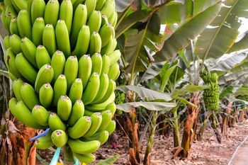Bananas Color Natural Origin Sindh Tandoallahyar Texture Dried, Fresh, Frozen Form Cavendish, Cooking, Fresh, Passionfruit Blend, Value-added, - Ali’s  - Pakistan