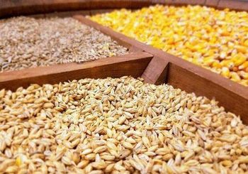 Animal & Cattle Feed - Molavi CEO - Iran