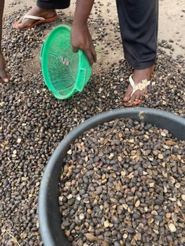 Raw Palm Nuts Purity High Oil Yield High Documentation Transparent Documentation Supply Consistency Steady Monthly - YANS Inc - Nigeria