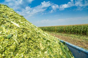 Corn Silage Ph 3.8 – 4.5 Hs Code 2308.00 Crude Fat 2 – 3% Ash Content 5 – 7% Crude Fiber 20 – 25% Ndf Content 45 – 50% Adf Content 25 – - BF GLOBAL TRADING (PTY) LTD - South Africa