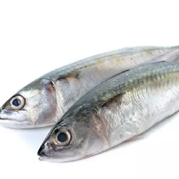 WHOLESALE SEAFOOD SUPPLIER: AUTHENTIC INDIAN MACKEREL EXPORTS - TANIS IMPORT & EXPORT COMPANY LIMITED - Vietnam