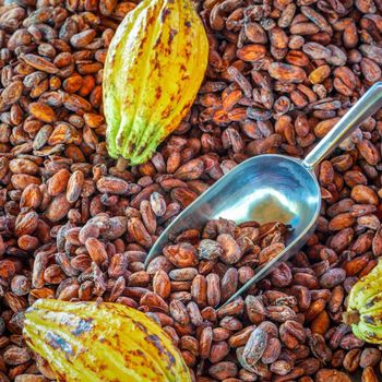 Cocoa Beans - HOLUTOSINE NIGERIA ENTERPRISES LIMITED  - Nigeria