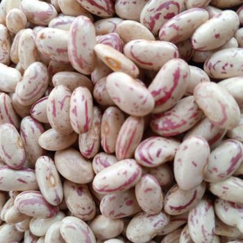 NON-GMO Red Speckled Sugar Beans For Sale Flavor Nutty Color Red Speckled Bean Type Nacional Size 200-220pcs/100g Foreign Matter 1%%max - JTENK GROUP COMPANY LIMITED - Tanzania